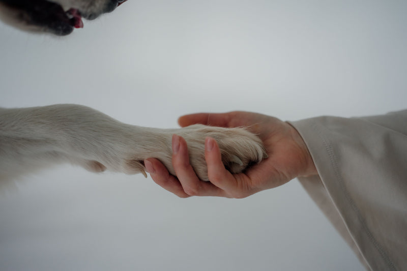 Dog eating